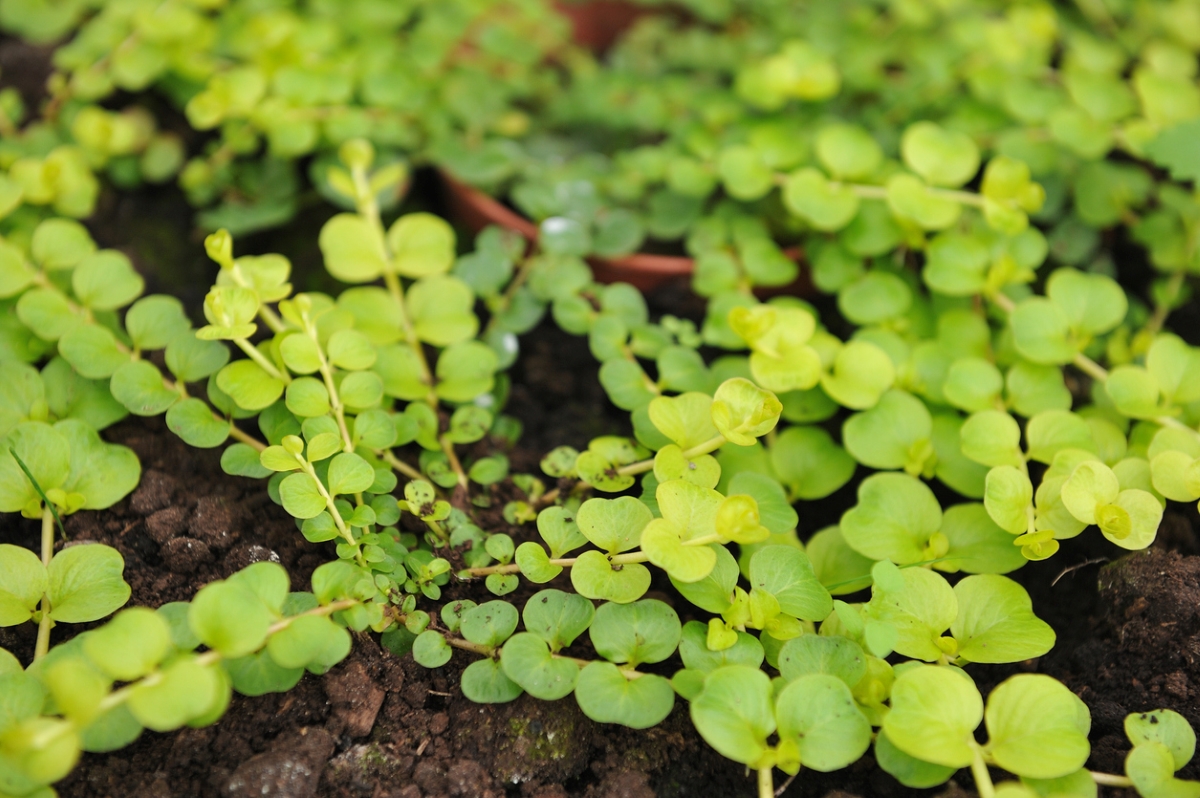 creeping jenny care - green vine plant in soil