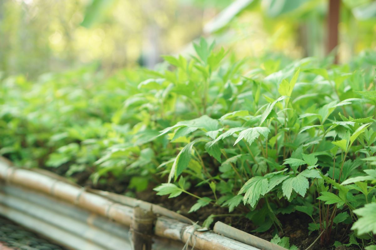 snake repellent plants mugwort