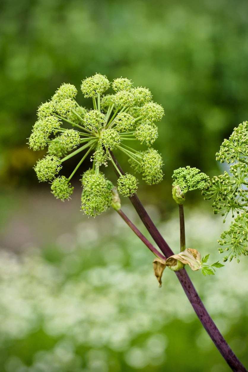 15 Plants That Attract Dragonflies