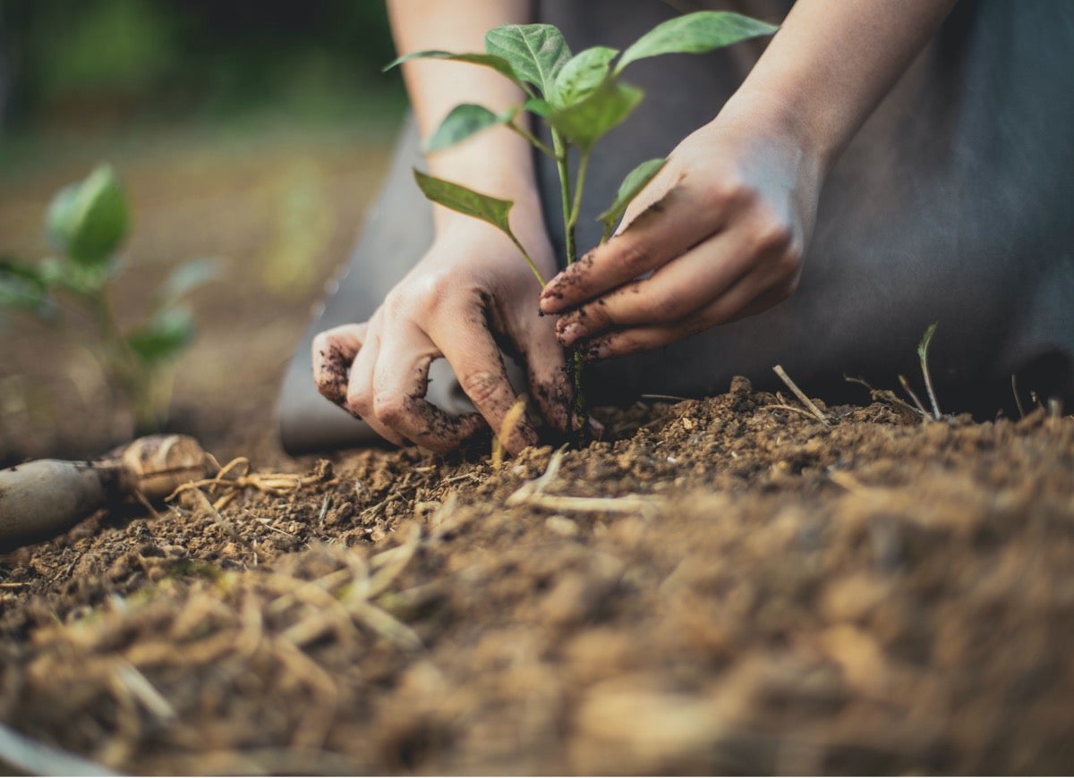 10 Ways to Make Your Garden More Bee-Friendly