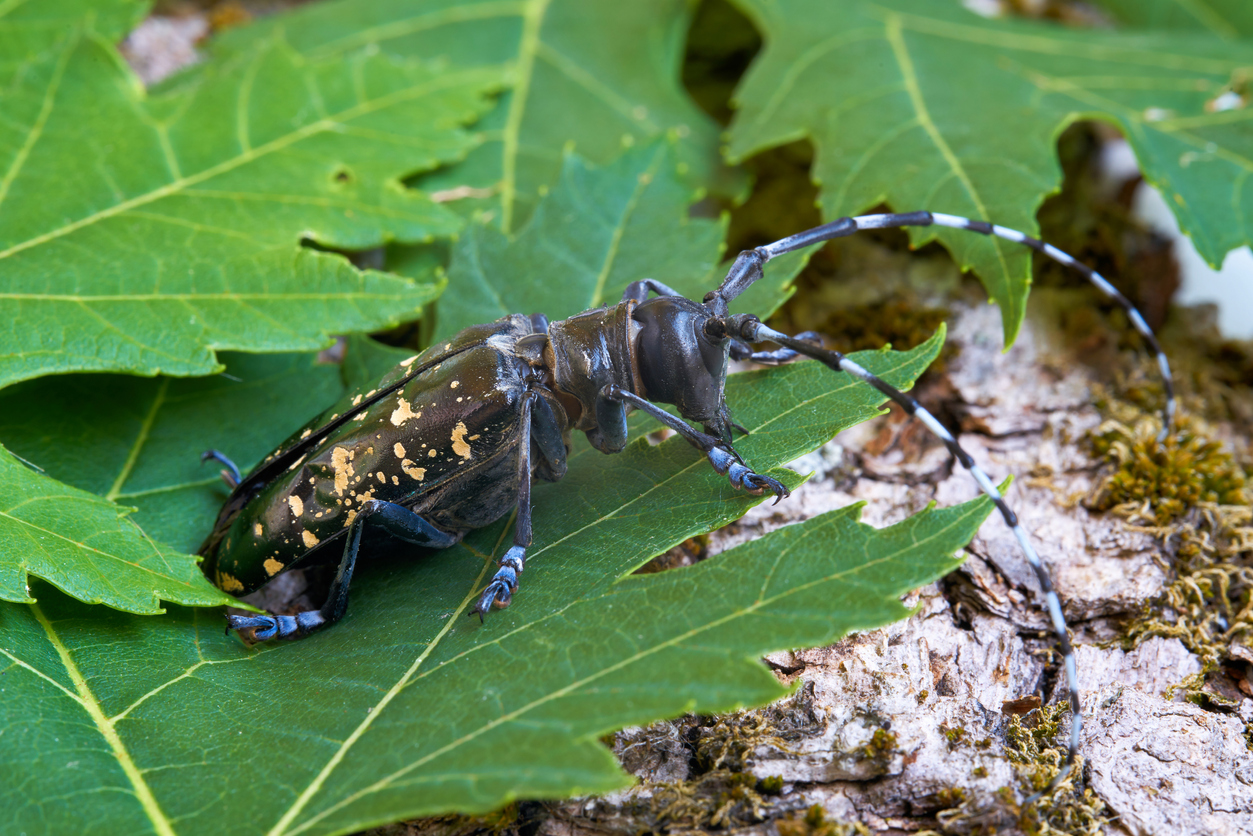 invasive insects