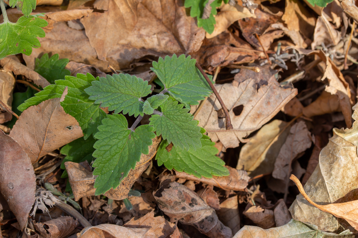 Catnip plant leaves growing beneath dry autumn leaves.