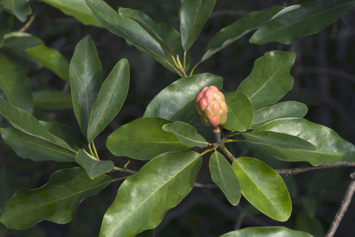 endangered plants