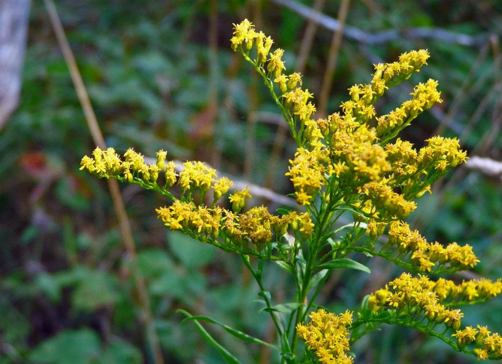 Keep, Don’t Kill: 9 Weeds to Welcome