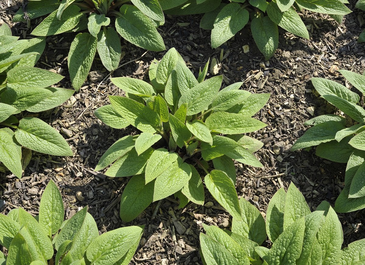 12 astuces peu connues pour réussir votre potager de cette année