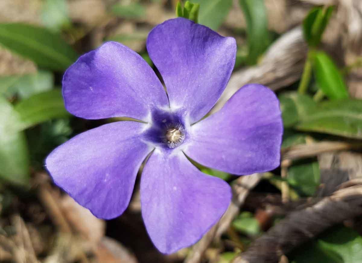 14 Long-Lasting Flowers for Your Yard