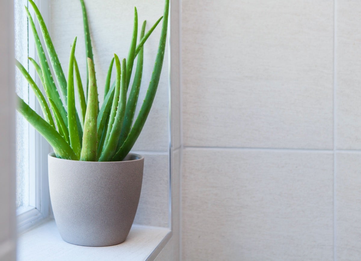 These 11 Plants May Help Keep Your House Cool