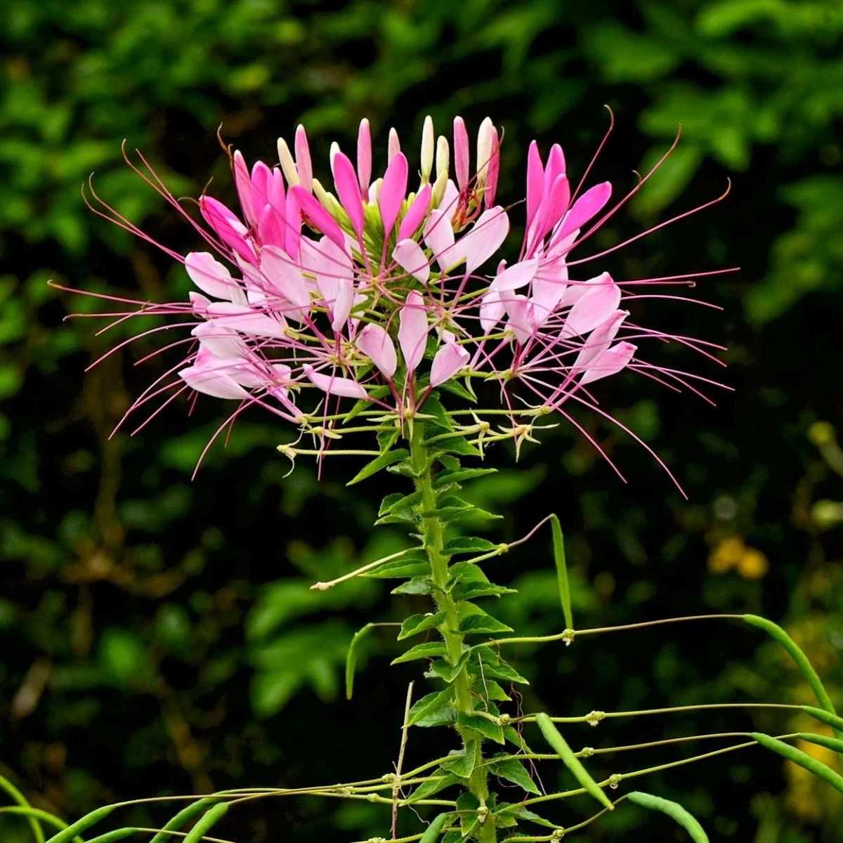 fleurs qui attirent les abeilles - fleur araignée dans les tons de rose