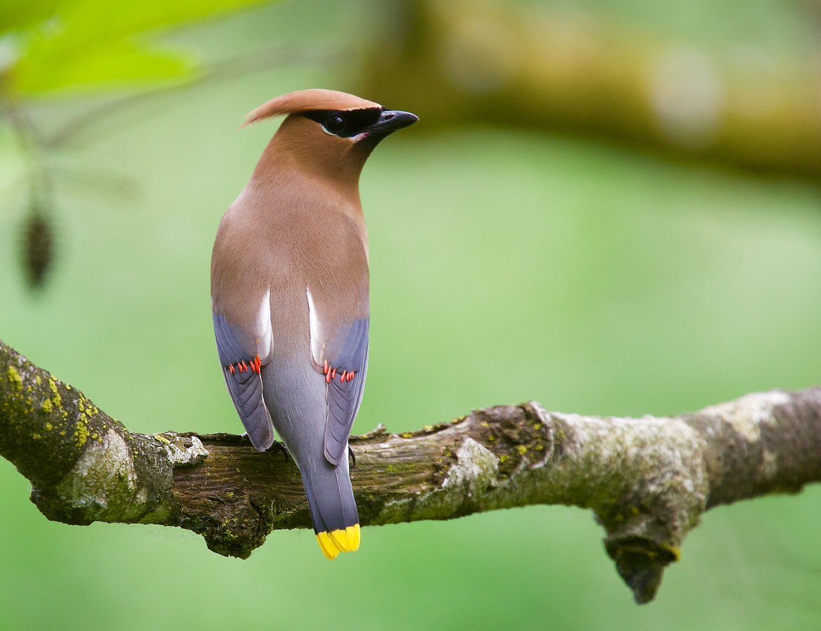 iStock-1255642821 les oiseaux tirent leur couleur de ce qu'ils mangent jaseur d'Amérique mâle