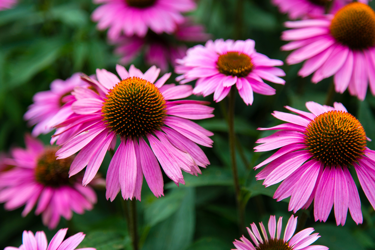 fleurs d'été