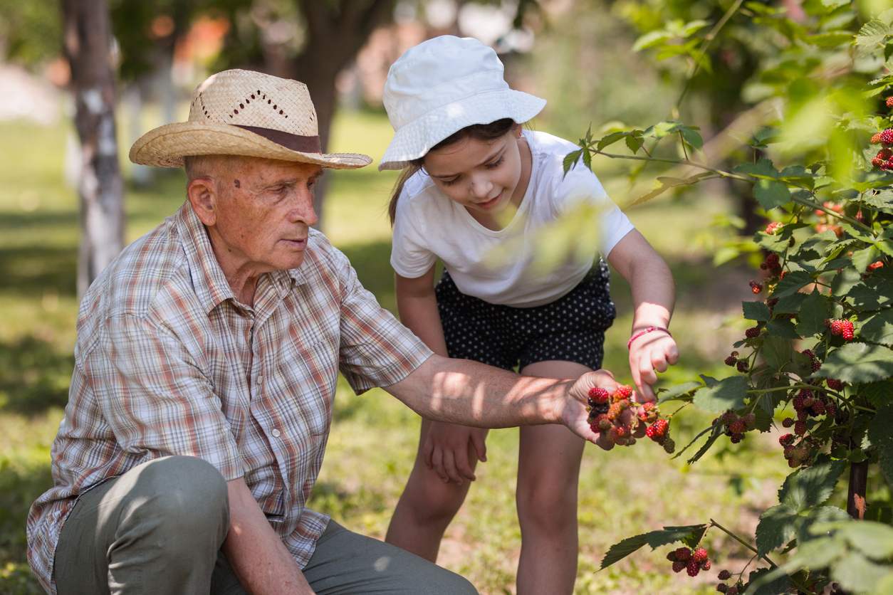 how to grow raspberries grandfather and granddaughter picking raspberries together