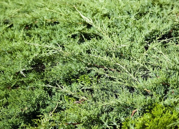 Creeping Juniper (Juniperus horizontalis)