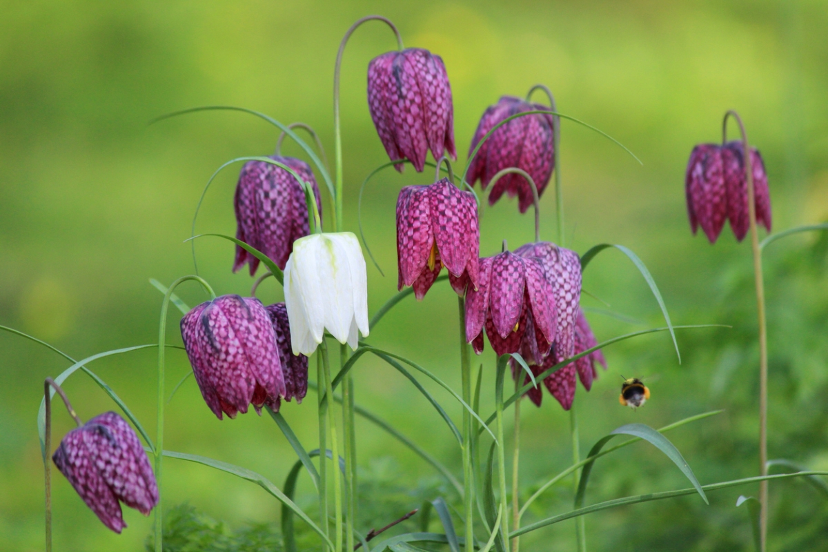 White and purple bell flowers