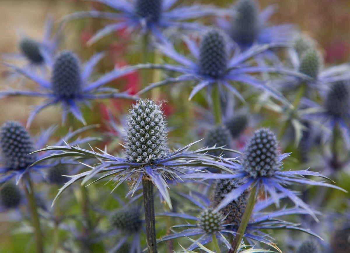 8 jolies plantes qui puent !