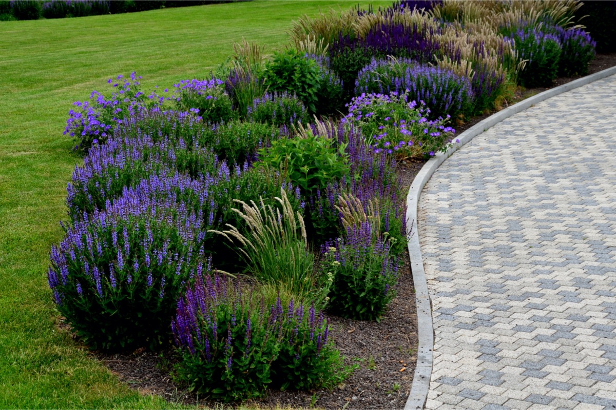 Purple flowers in a flower bed line a grey stone walkway. 