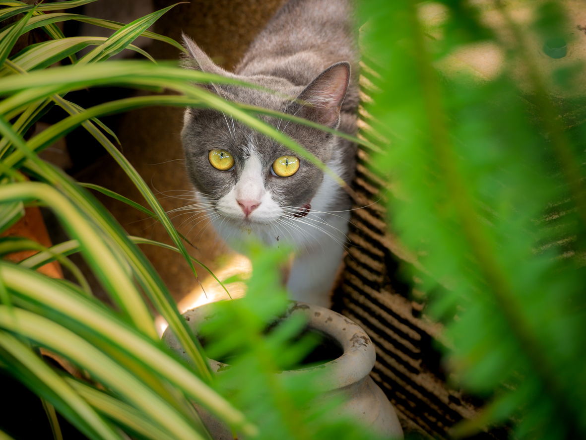 cat peering up at spider plans