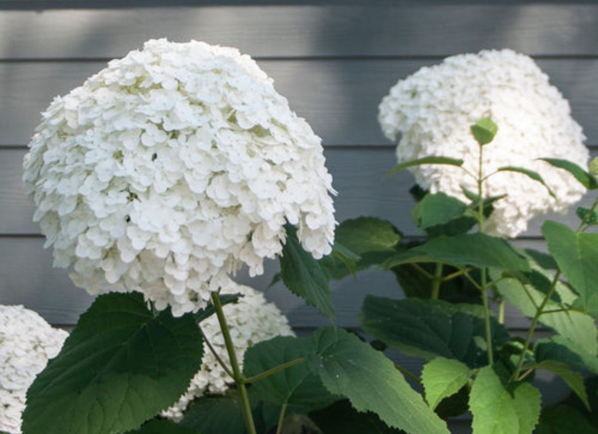 Plant These 12 Hydrangeas for a Showstopping Garden