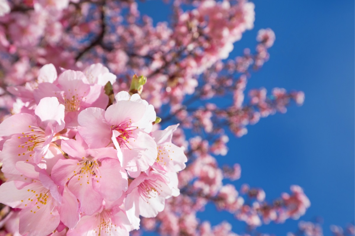 arbres en fleurs