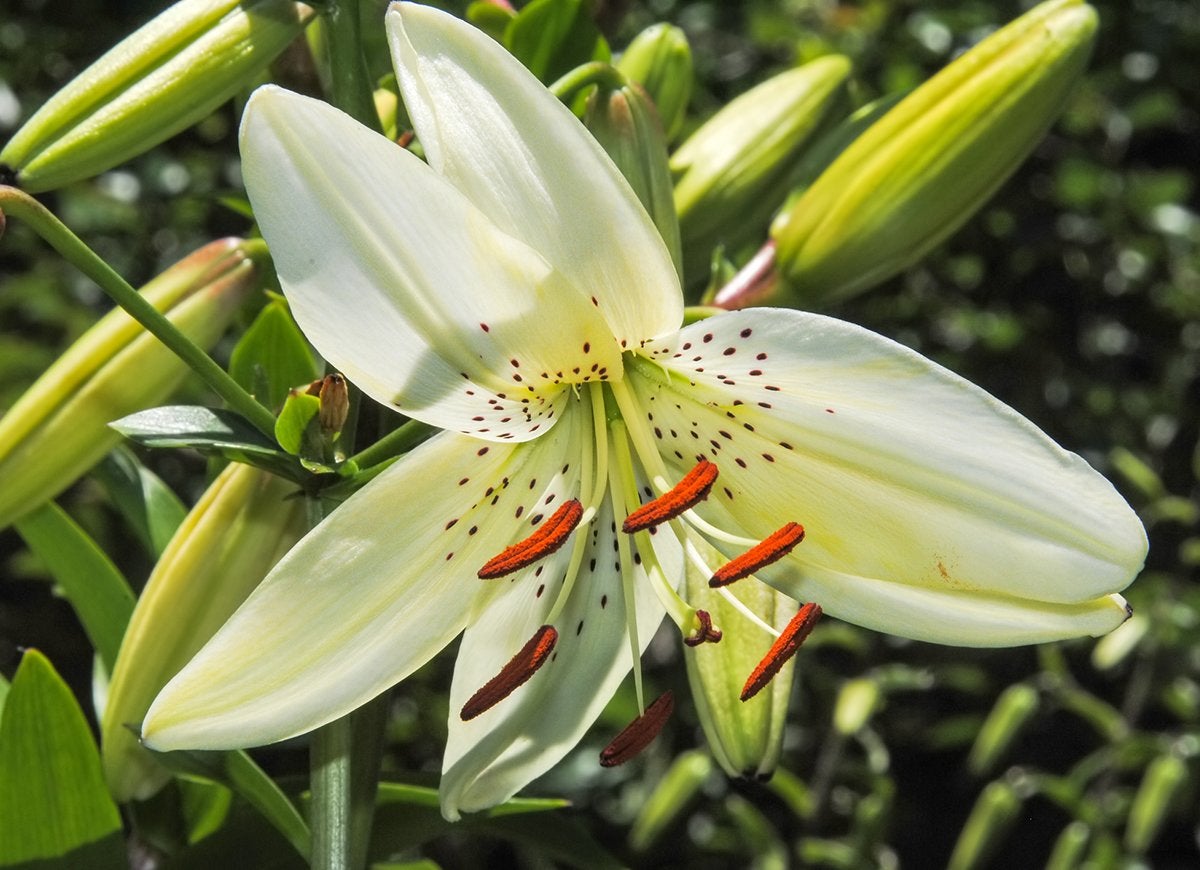 These 10 Flowering Plants Boast the Biggest Blooms