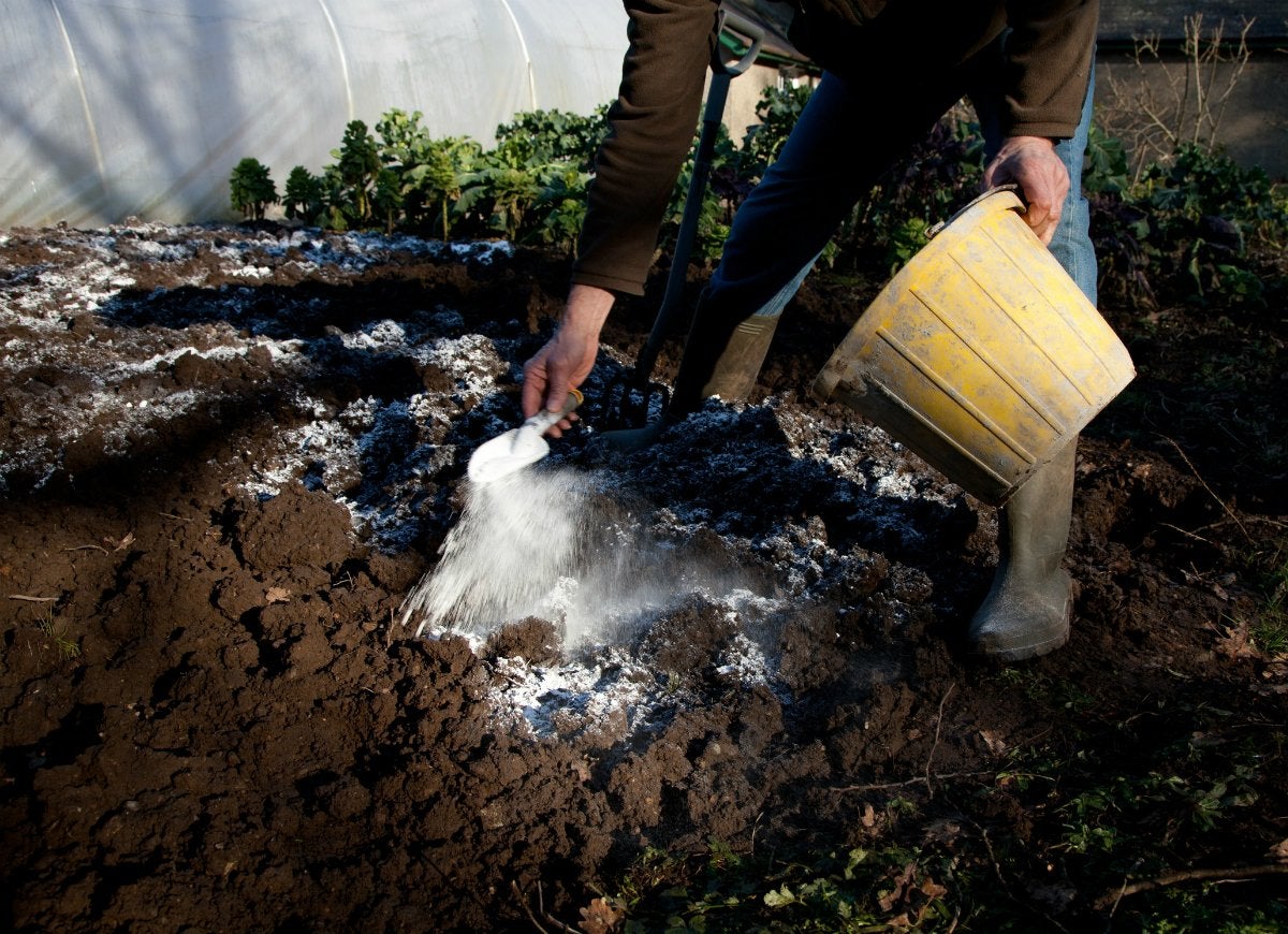 11 Age-Old Gardening Tips to Ignore Completely