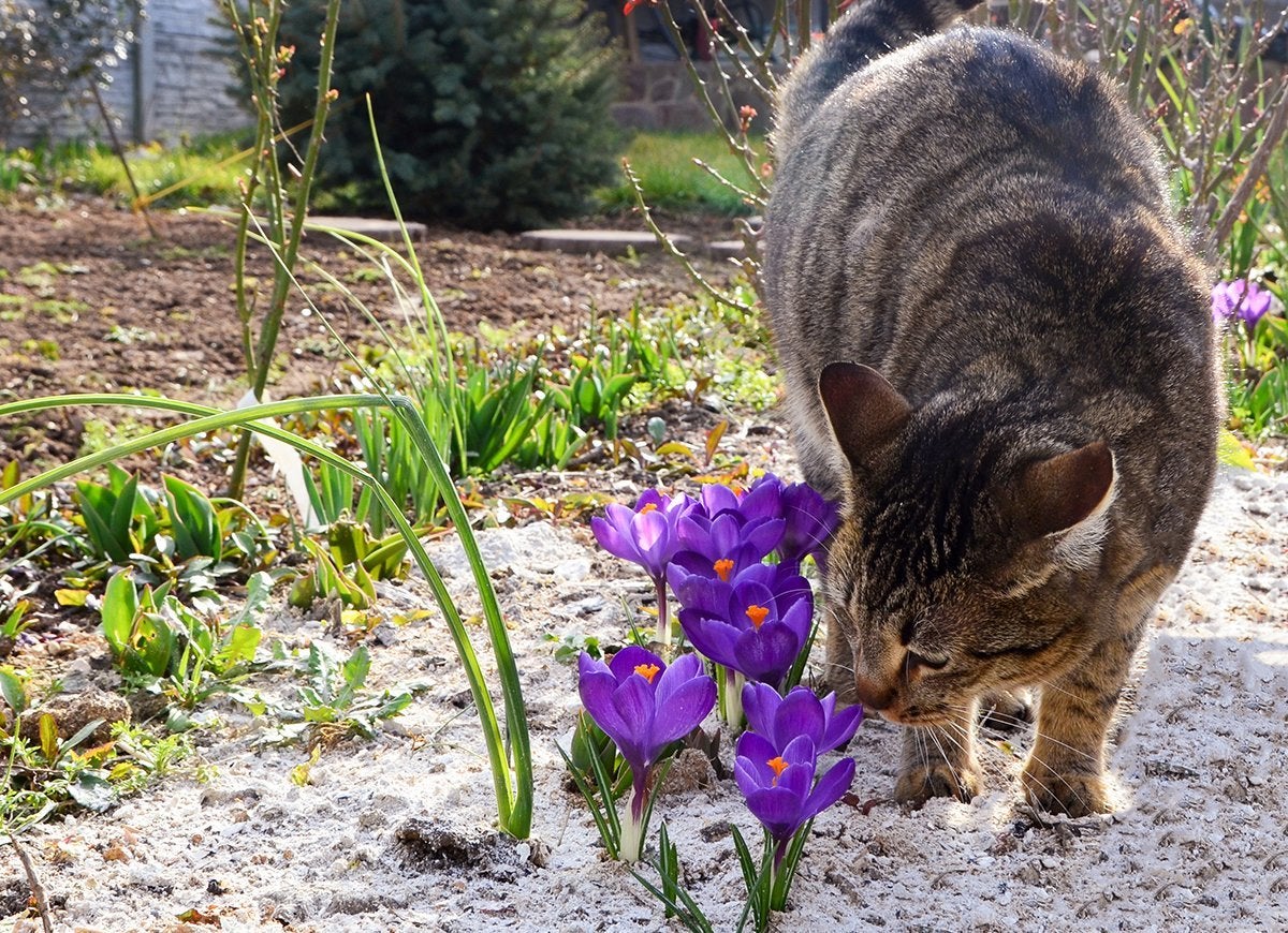 20 Tips for Keeping All Critters Out of Your Yard and Garden