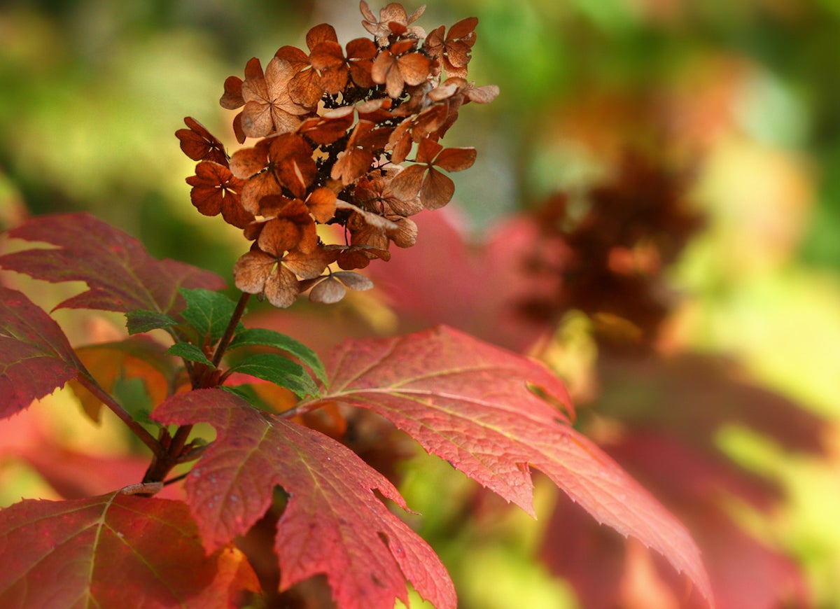 14 Plants, Shrubs, and Trees That Can Help You Sell Your House