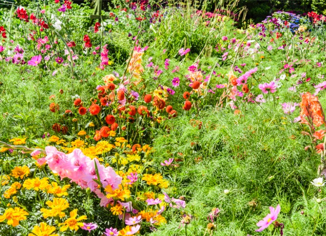 7 Things to Know When Growing a Wildflower Garden