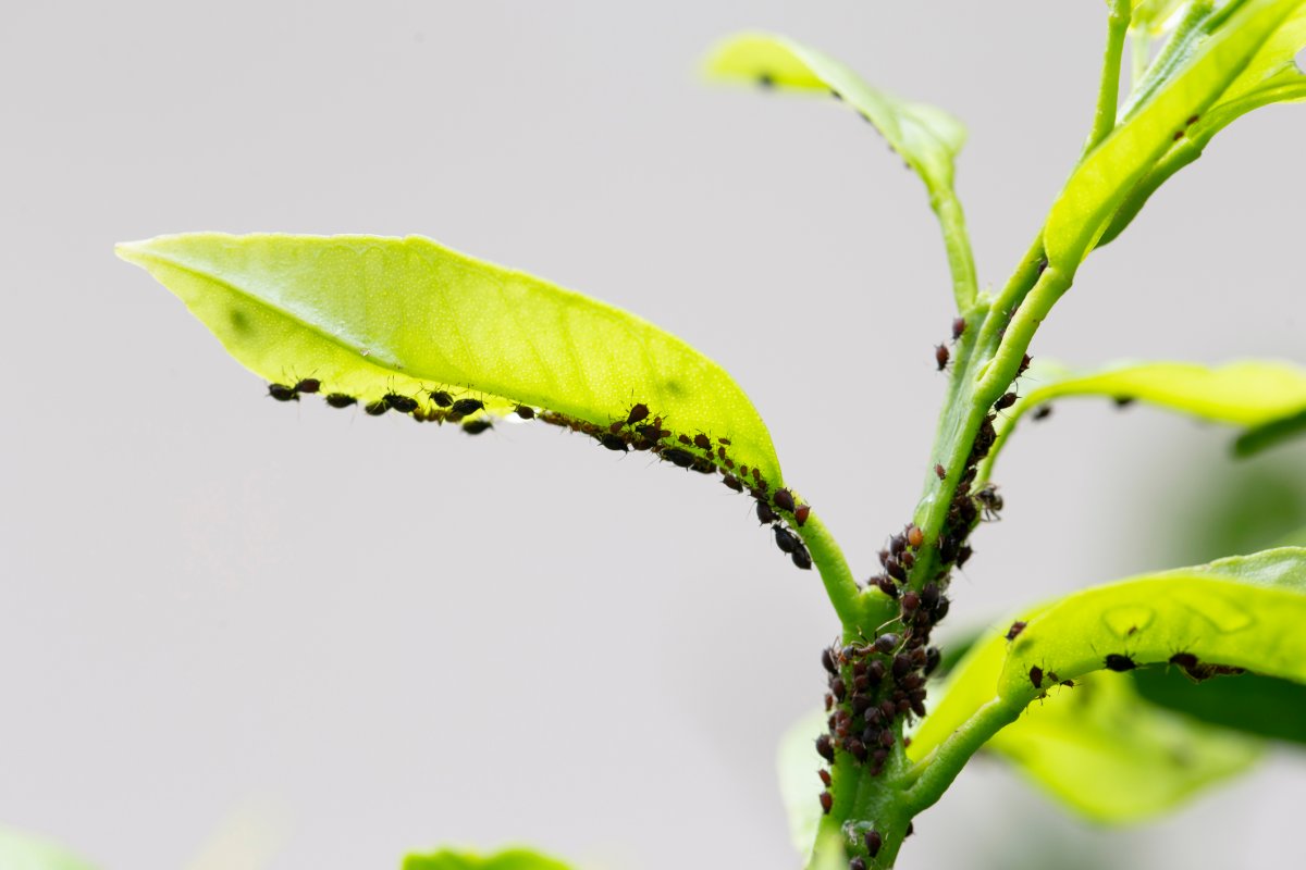 Small black insects sitting all over the leaves of a green plant.