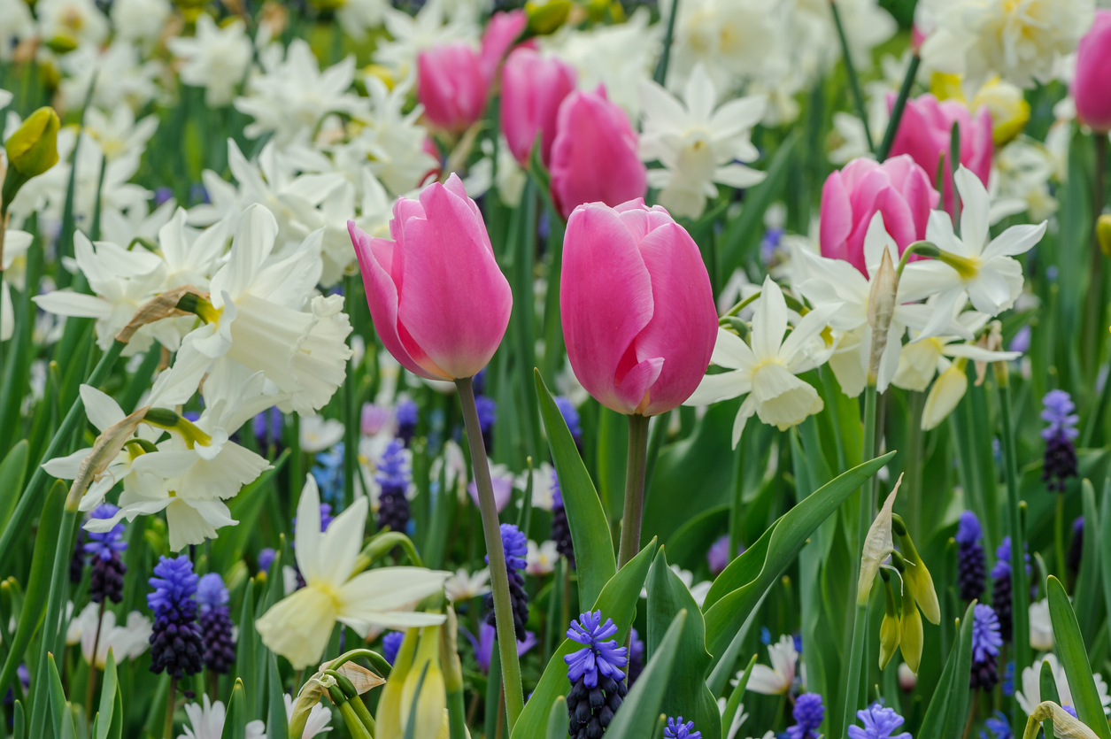 what is bone meal tulips and daffodils in garden