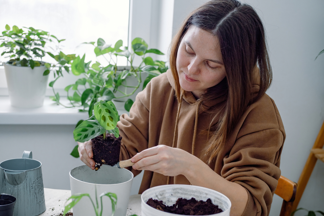 A young caucasian woman holding a young calathea maranta houseplant on a shovel ready to pot or transplant from a temporary flowerpot in a plastic flowerpot. Indoor or home gardening.