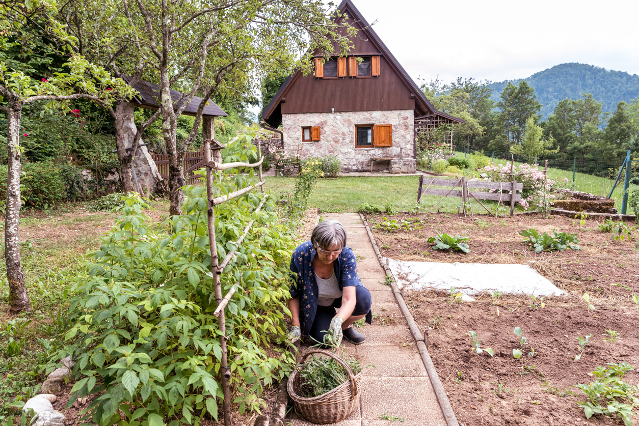 Une femme âgée désherbe le chemin du potager dans un après-midi d'été