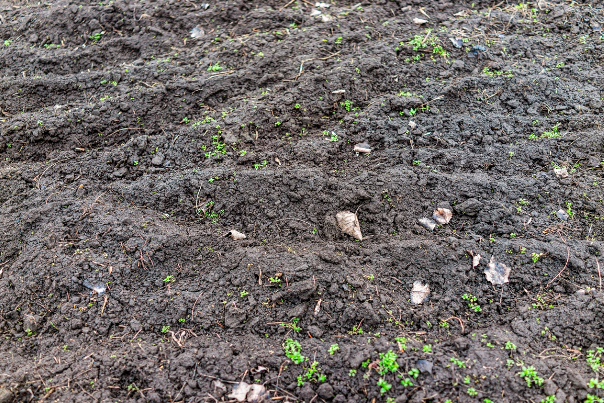 Weeds growing in garden soil