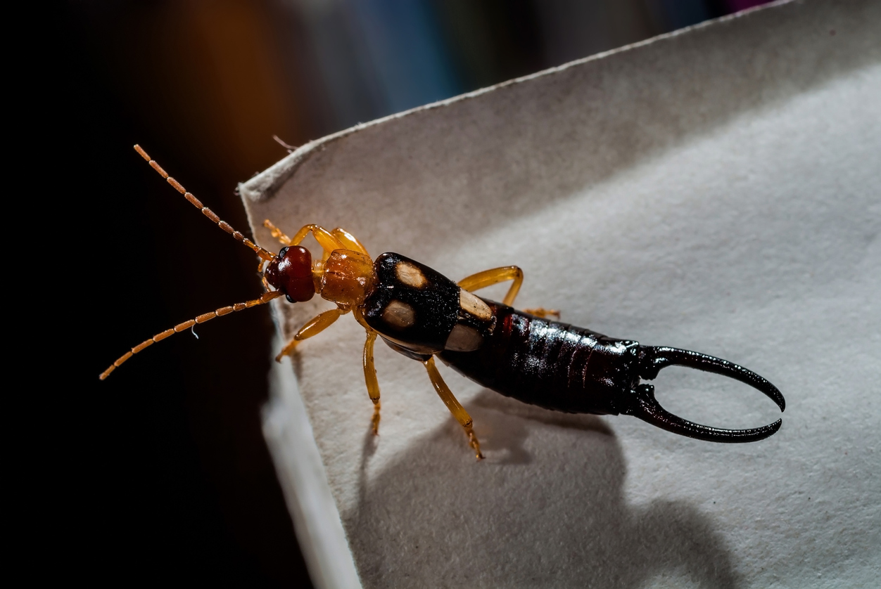 insecte noir long et maigre dans la maison