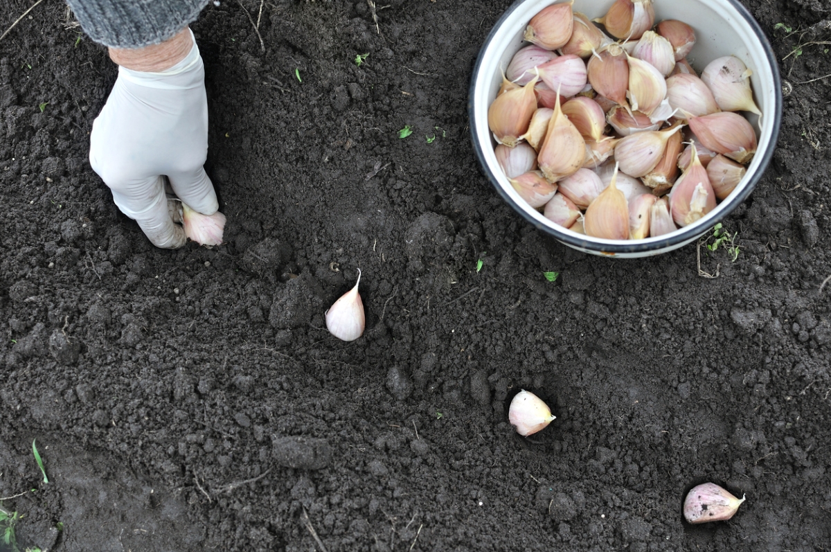 Planting garlic cloves