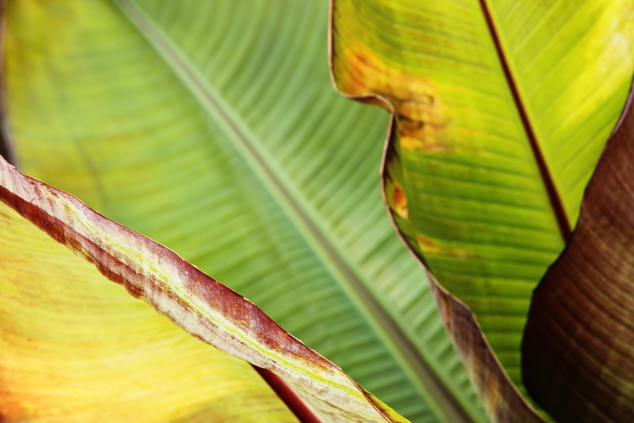 Gros plan sur des feuilles de lis de canna malades, dont les bords sont déformés et brunis.