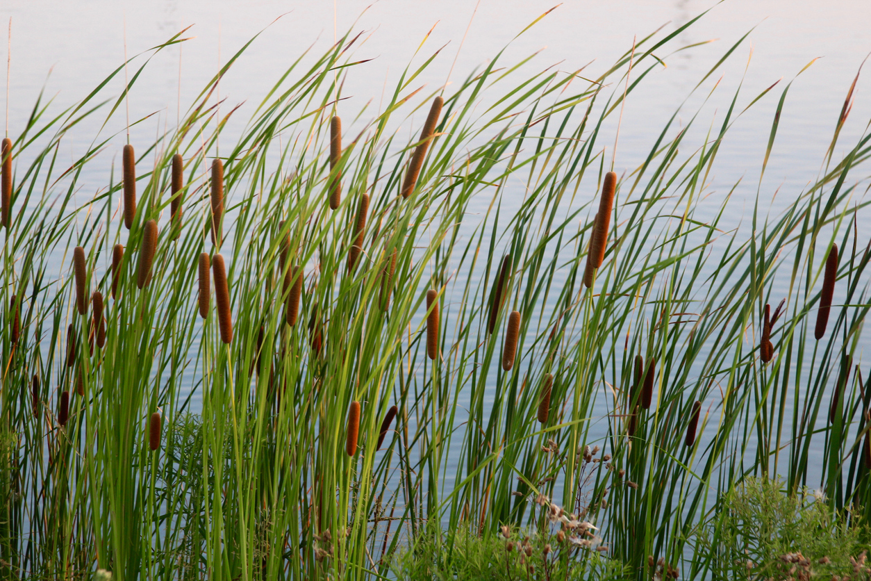 pond plants