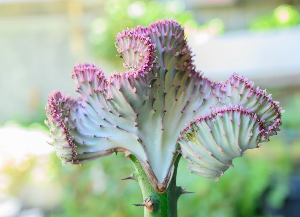 The 13 Creepiest Houseplants You’ve Ever Seen