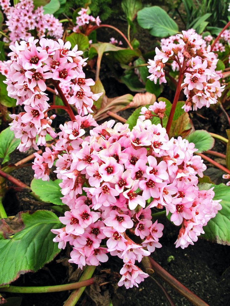 25 No-Effort Plants for a Foolproof Landscape