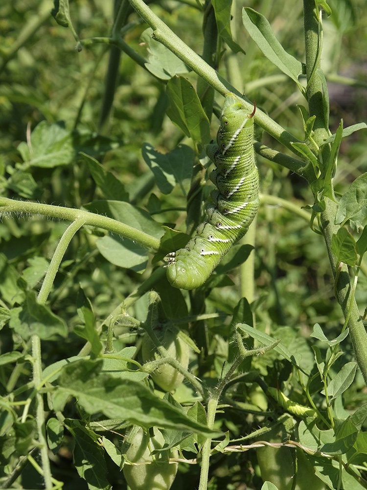 9 Signs You Have a Pest Problem in the Garden