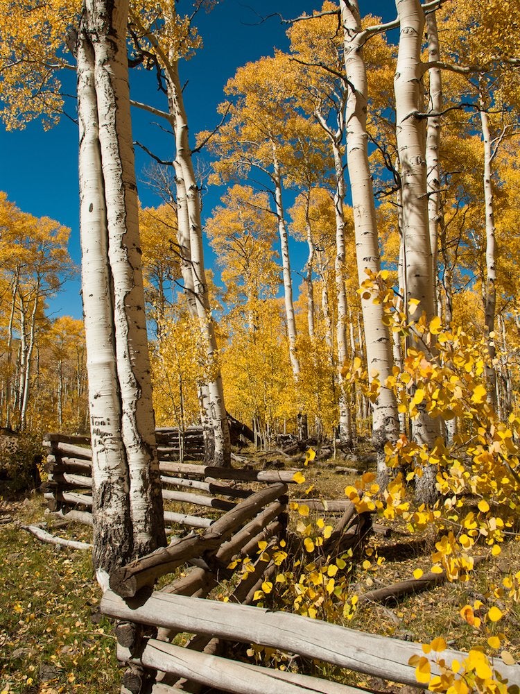 The Best Trees to Plant for Fall Foliage