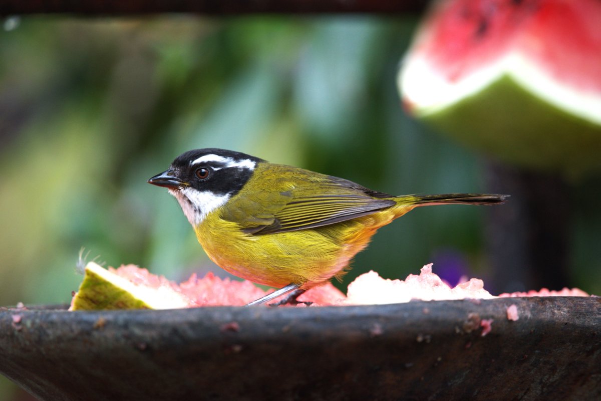 A bananaquit perches on a bird feeder near a slice of watermelon.