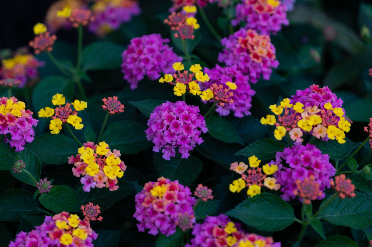 Beautiful shot of West Indian Lantanas in a garden