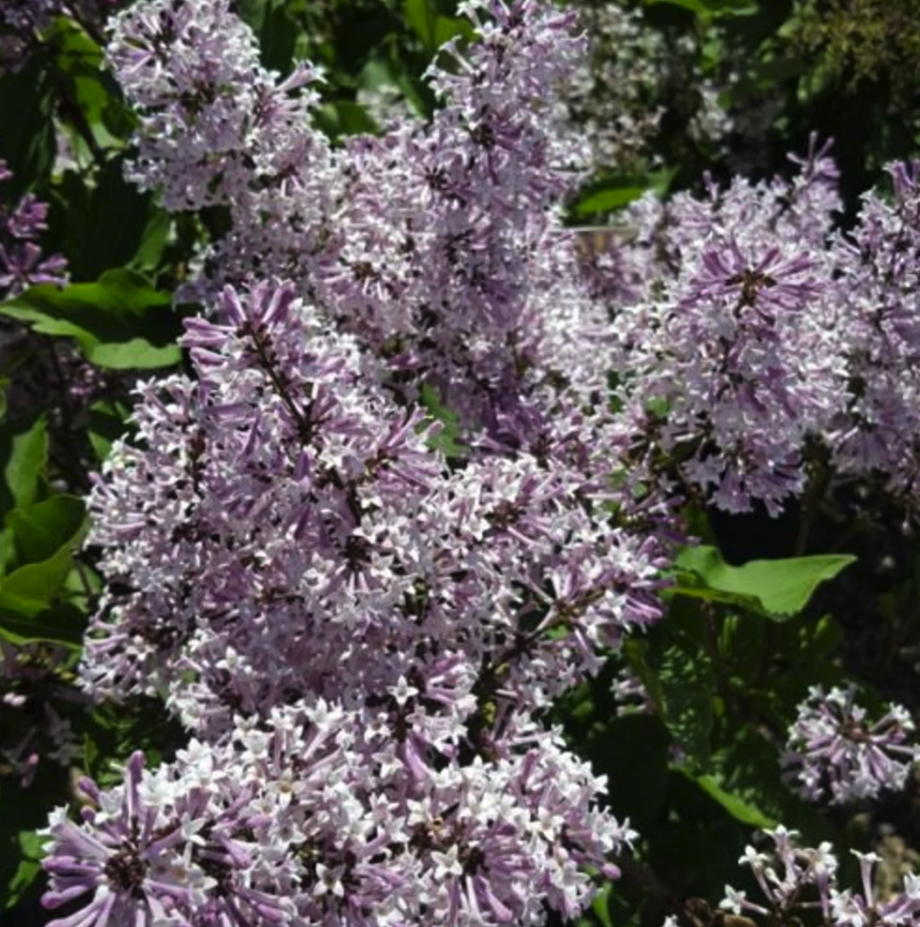 lilac varieties