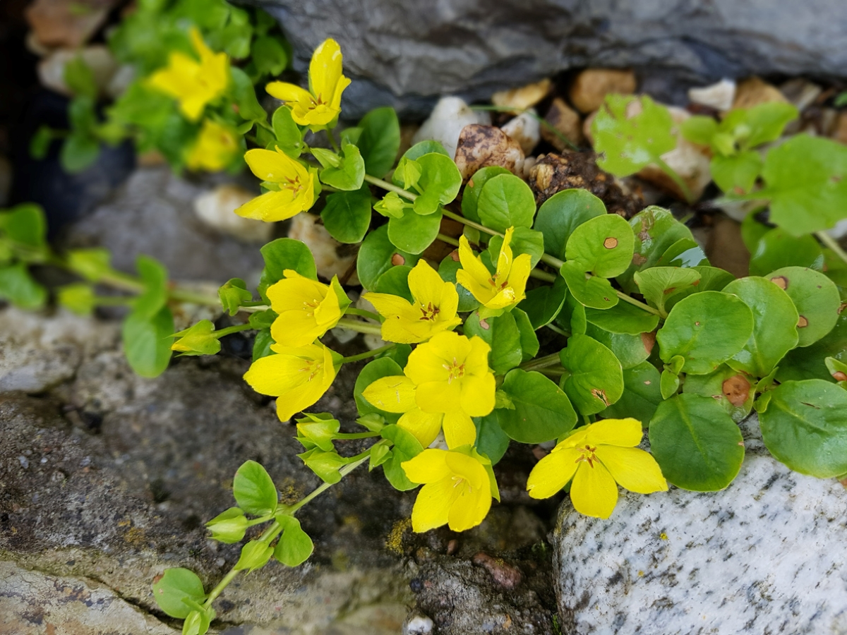 creeping jenny care - yellow creeping jenny blooms