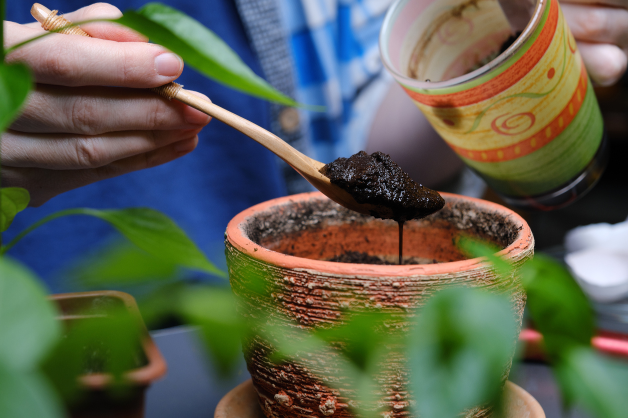 iStock-1391921114 organic gardening tips Person is using kitchen scraps as plant fertilizer