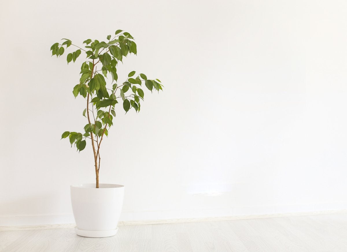 10 Low-Maintenance Houseplants to Keep Indoor Air Fresh