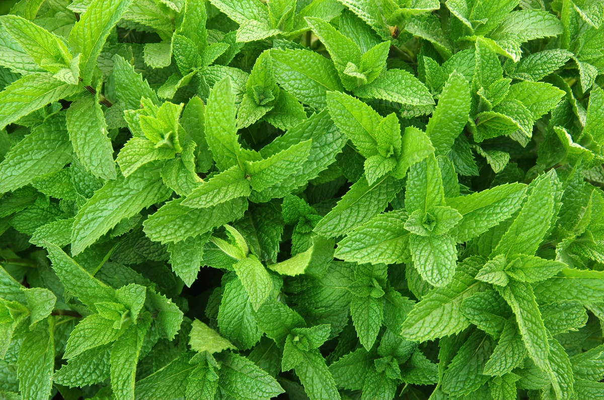 Green mint plants.