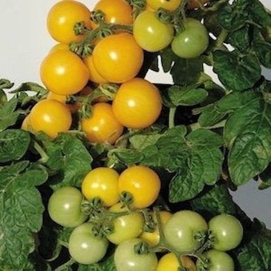 Ripe for the Picking: 10 Full-Bodied, Full-Flavored Heirloom Tomatoes