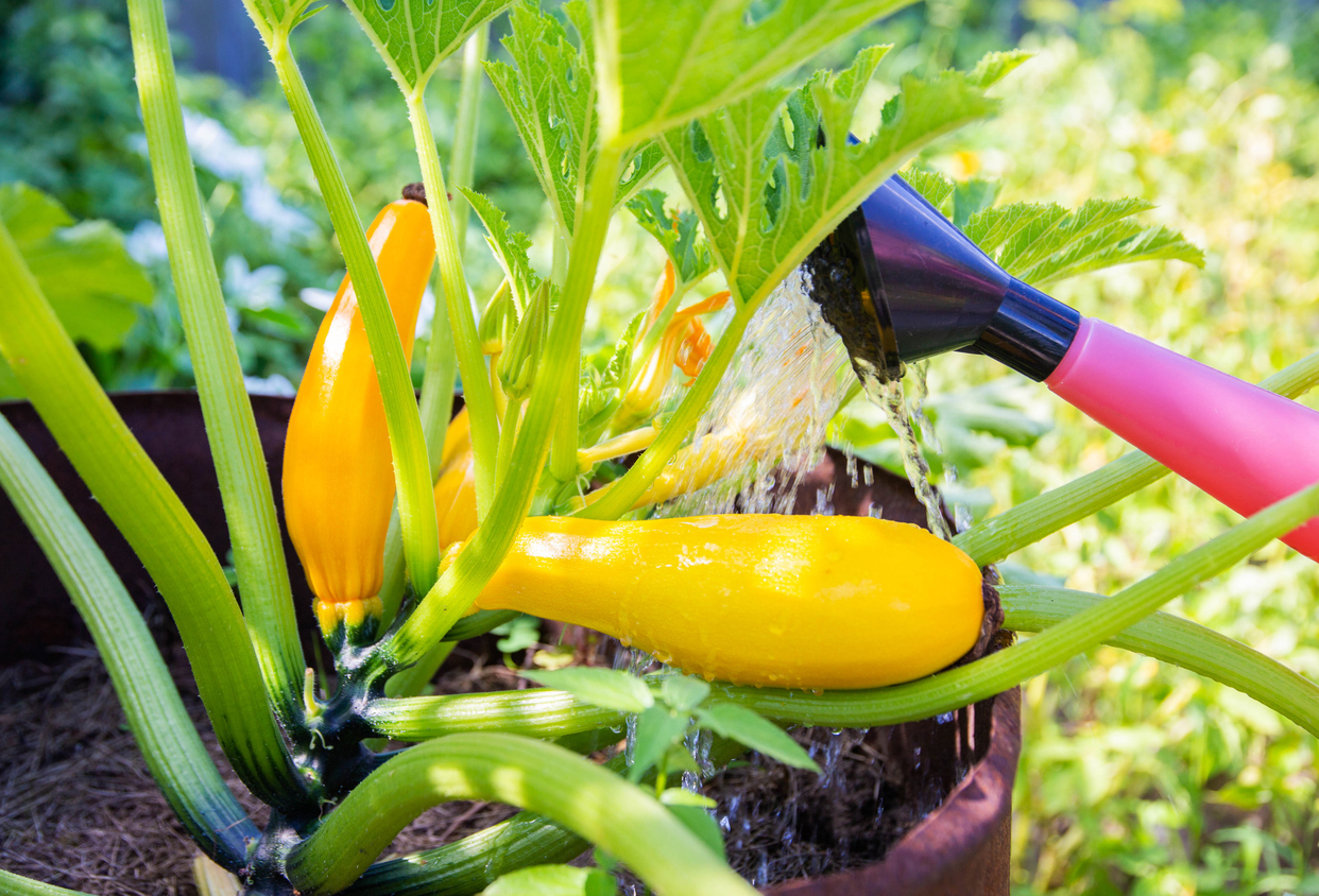 vue rapprochée d'une plante de courge avec des courgettes jaunes poussant dans un pot et arrosées avec le bec d'un arrosoir rouge