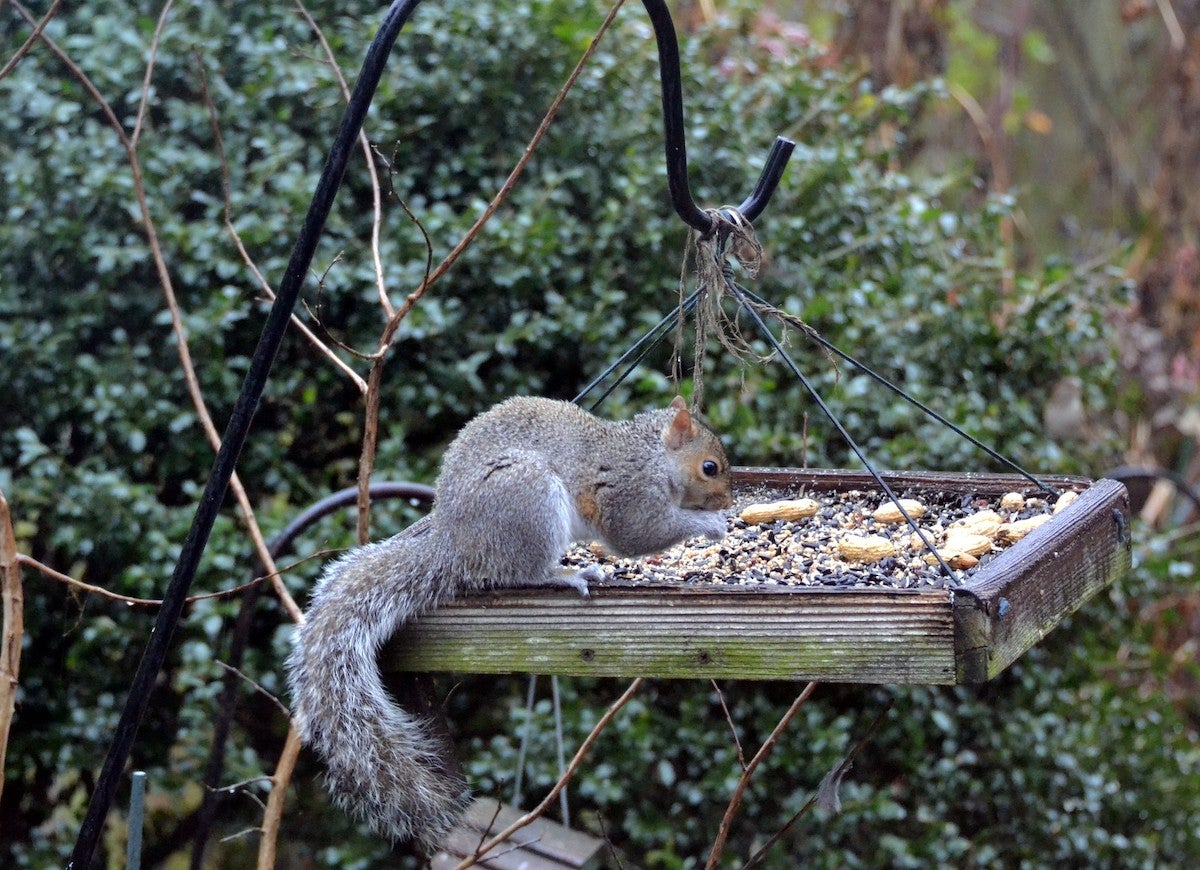 13 DIY Squirrel Feeder Ideas for Your Yard